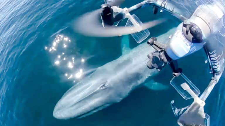 Dji Drones Give Scientists A New Look At Whales And Their Behavior