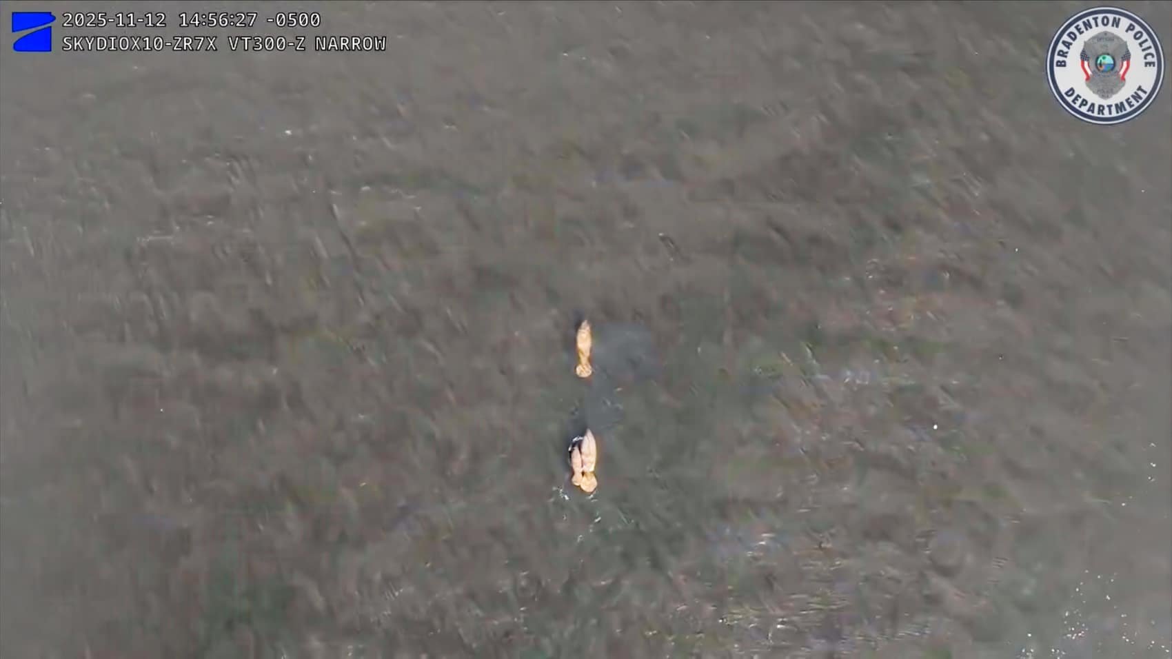 Police Drone Spots Manatees And Dolphin In Florida River