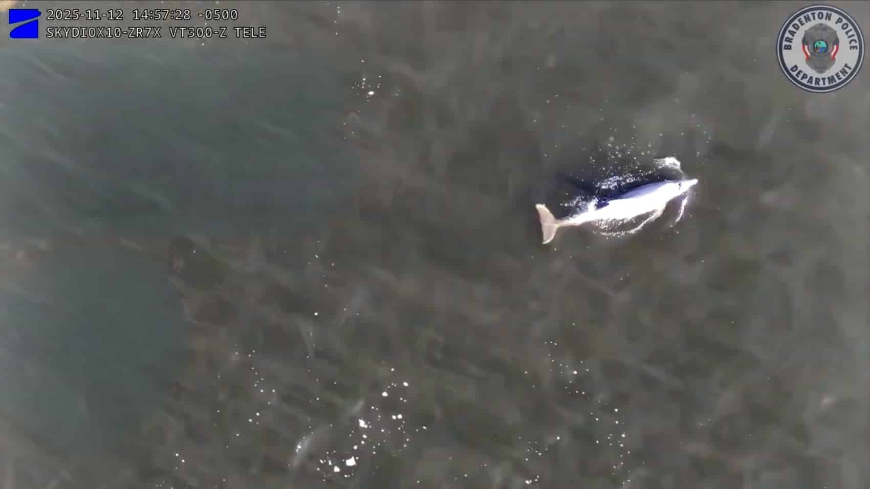 Police Drone Spots Manatees And Dolphin In Florida River