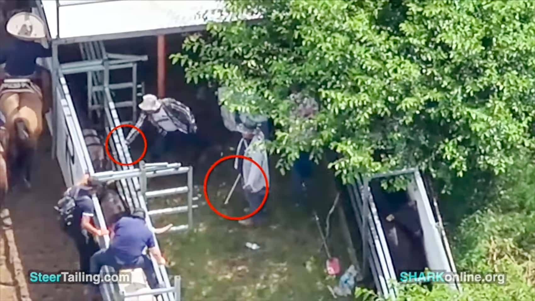 How Shark Uses Drones To Fight Animal Cruelty