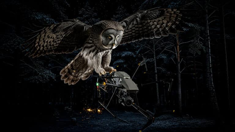Owl Vs Drone: The Feathered Fighter Who Just Won The Air War
