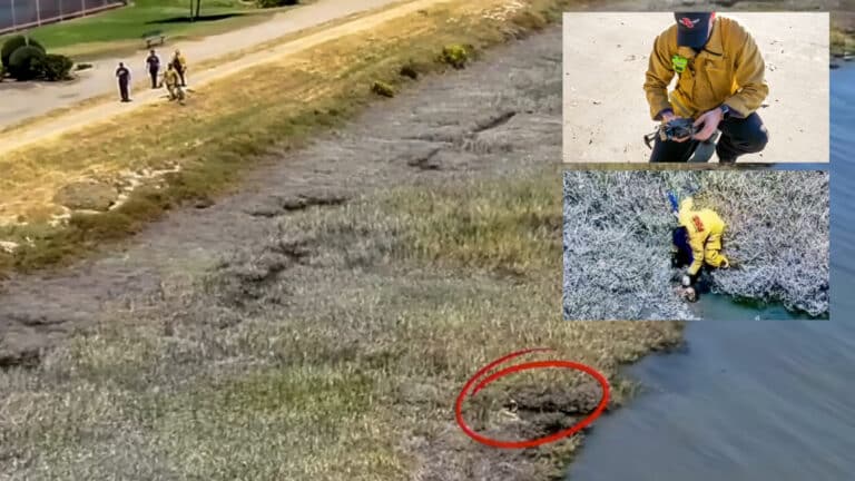 Drone Helps Firefighters Save Tiny Dog From California Canal