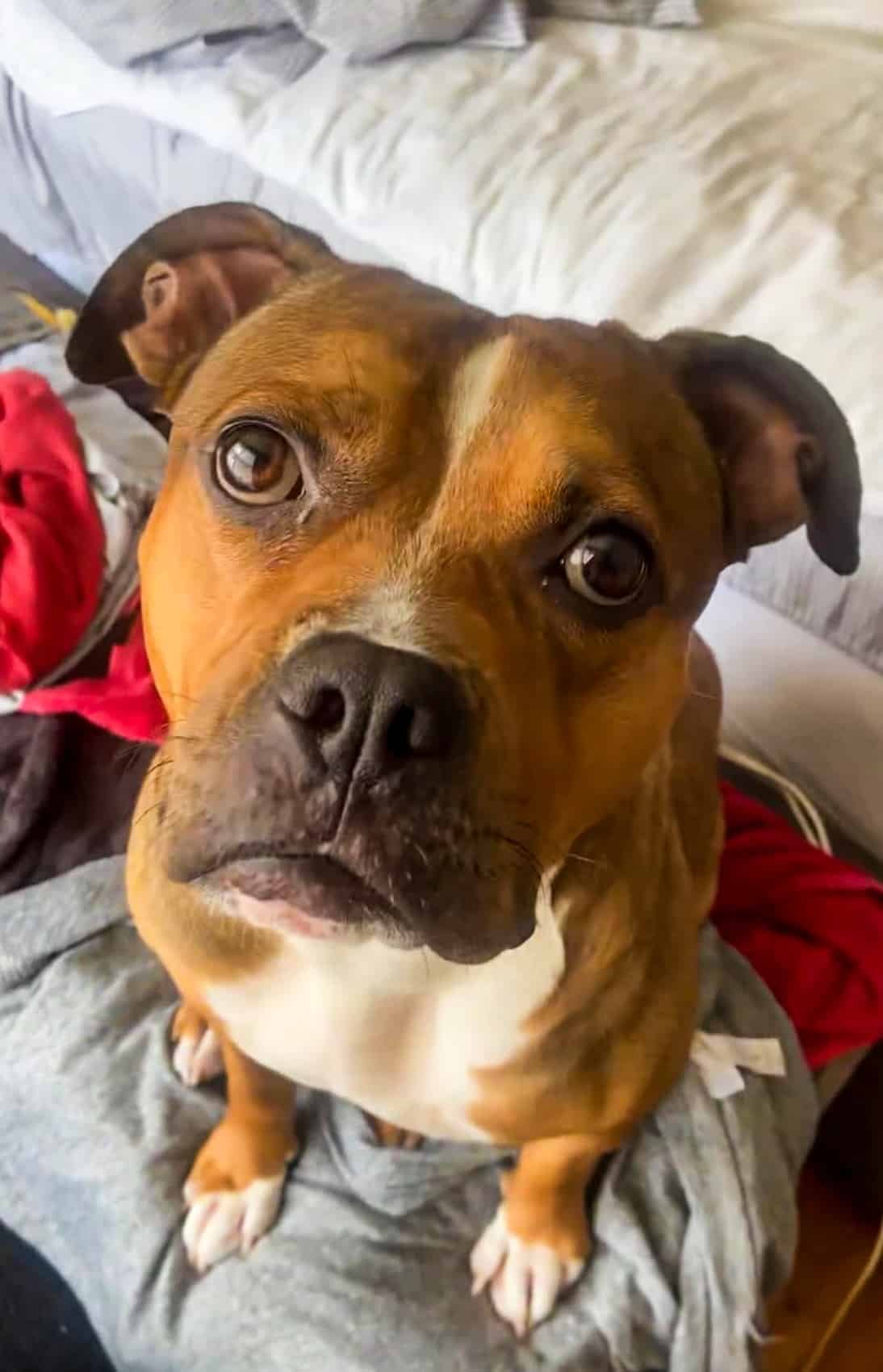 Lost Dog Found By Drone After 9 Days In New Jersey