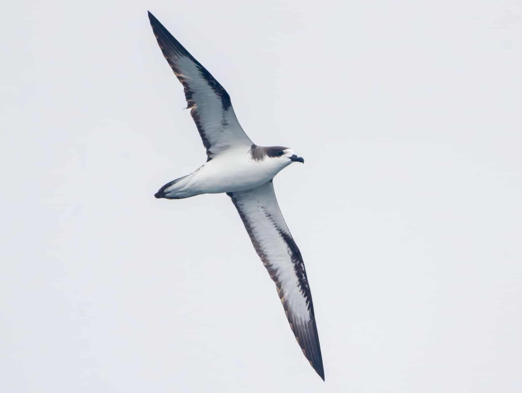 Hawaiian Electric Uses Drones To Install Bird Diverters