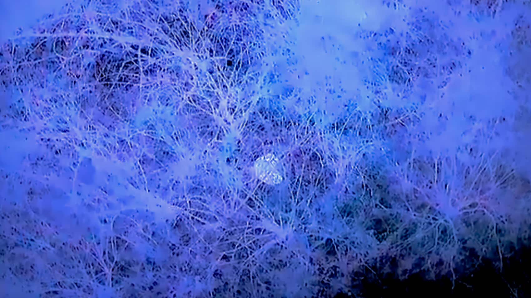 Drone Finds Missing Man After 29 Hours In Freezing Cold