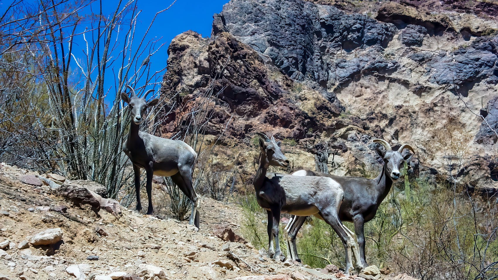 Army Tests Low Cost Lucas Attack Drone At Yuma