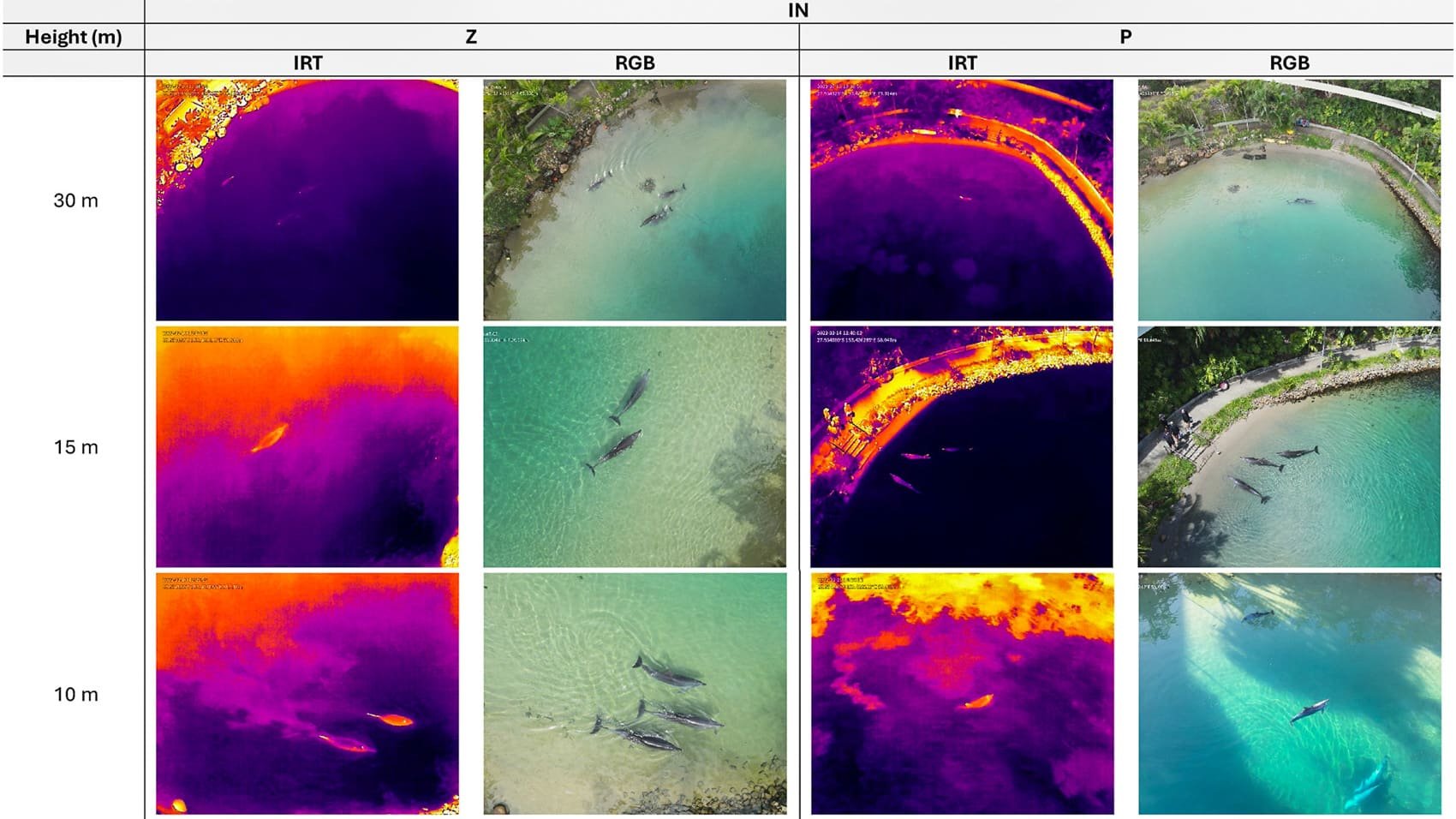 Thermal Drones Are Keeping An Eye On Dolphins