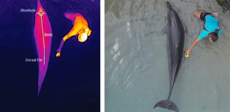 Thermal Drones Are Keeping An Eye On Dolphins