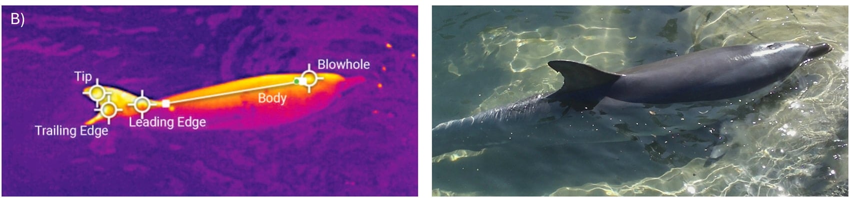 Thermal Drones Are Keeping An Eye On Dolphins