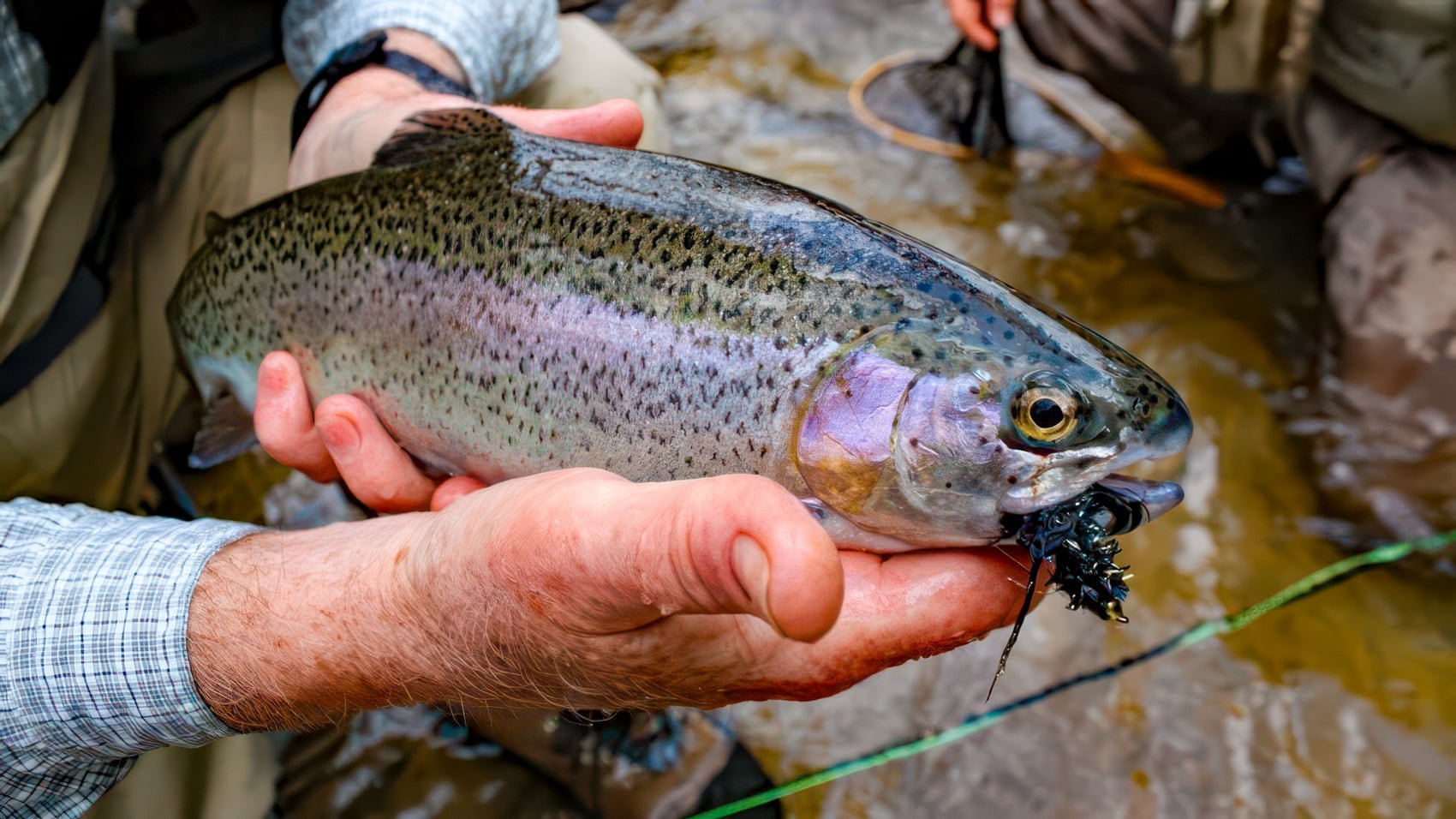 Trout Rules Tighten As Drones Enter Tennessee Waters