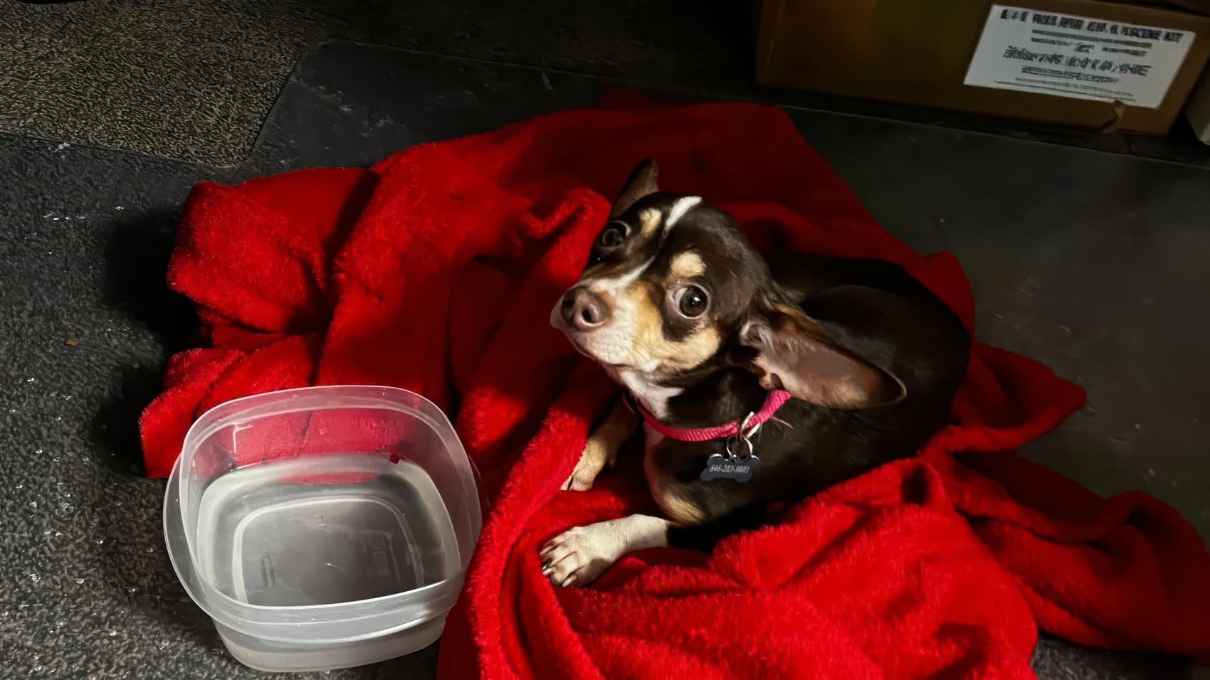 Tiny Chihuahua Survives Blizzard With Drone Help