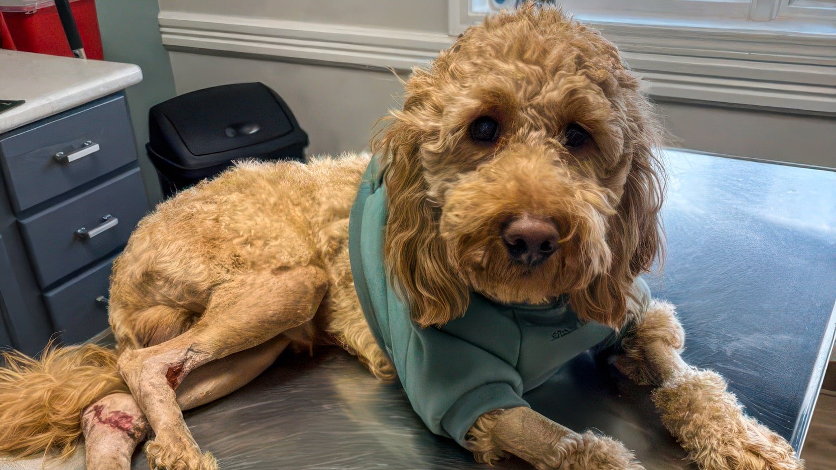 Dji Drone Finds Missing Dog After Ohio Night Accident