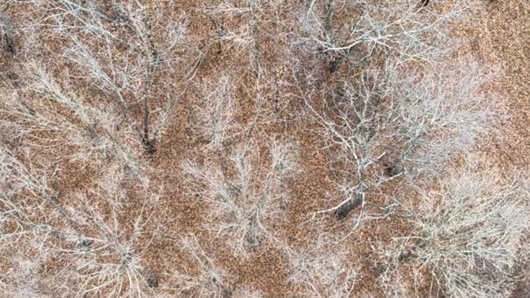 Tennessee Deputies Use Drone To Find Suspect In Leaves