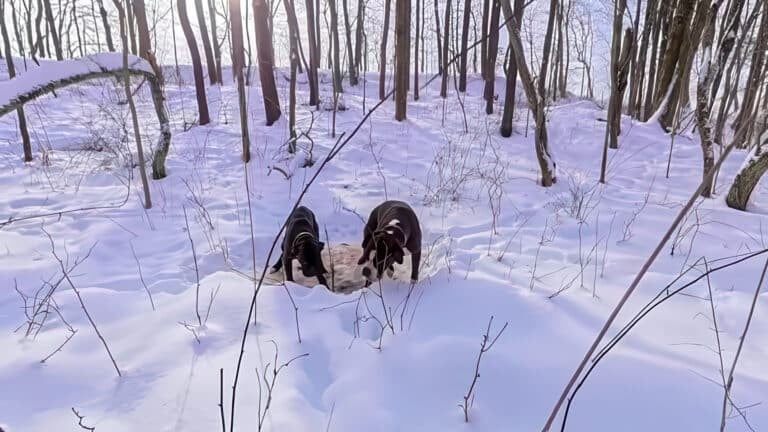 Dji Drones Find Missing Dogs Alive In Arctic Cold