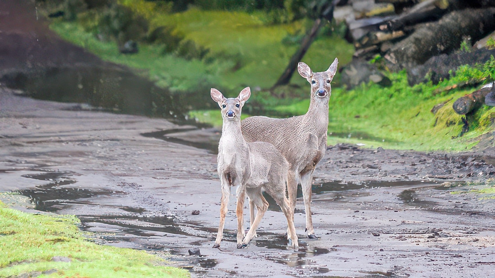 Autel Evo Ii Dual Drones Help New Jersey Towns Count Deer