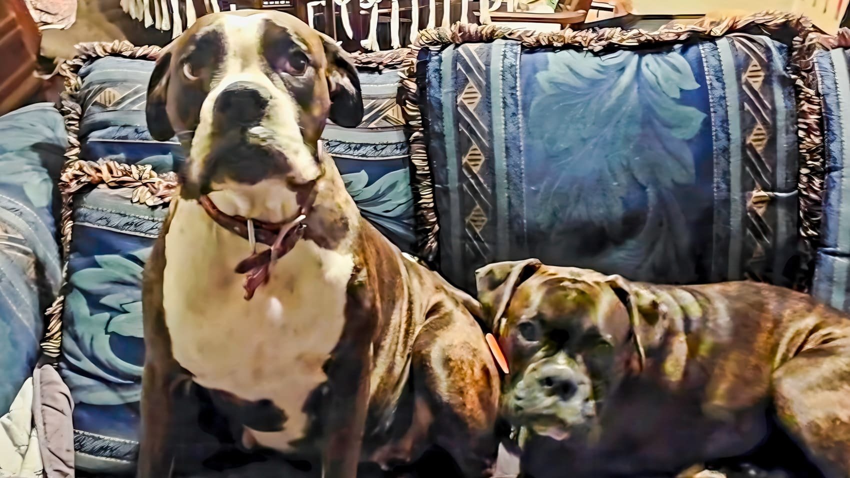 Dji Drones Find Missing Dogs Alive In Arctic Cold