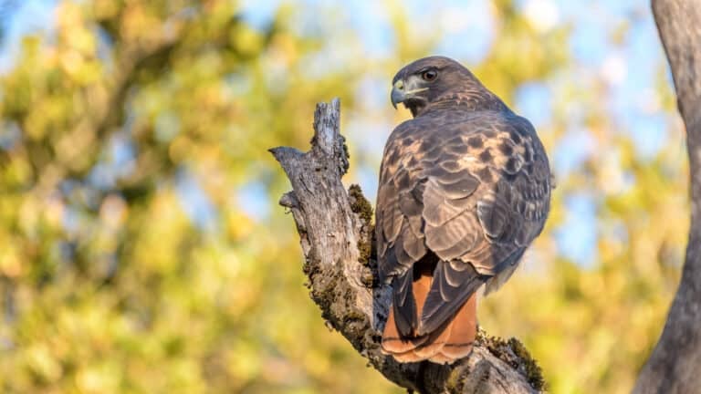 China Studies Predators To Train Ai Drones