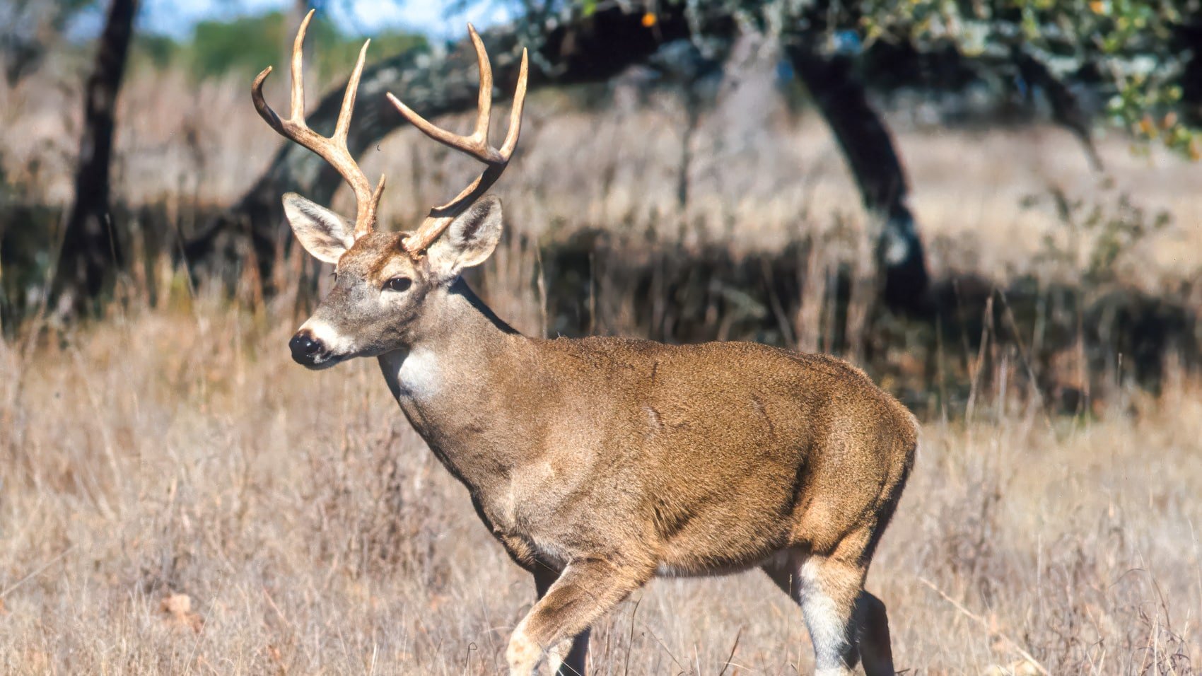 Autel Evo Ii Dual Drones Help New Jersey Towns Count Deer