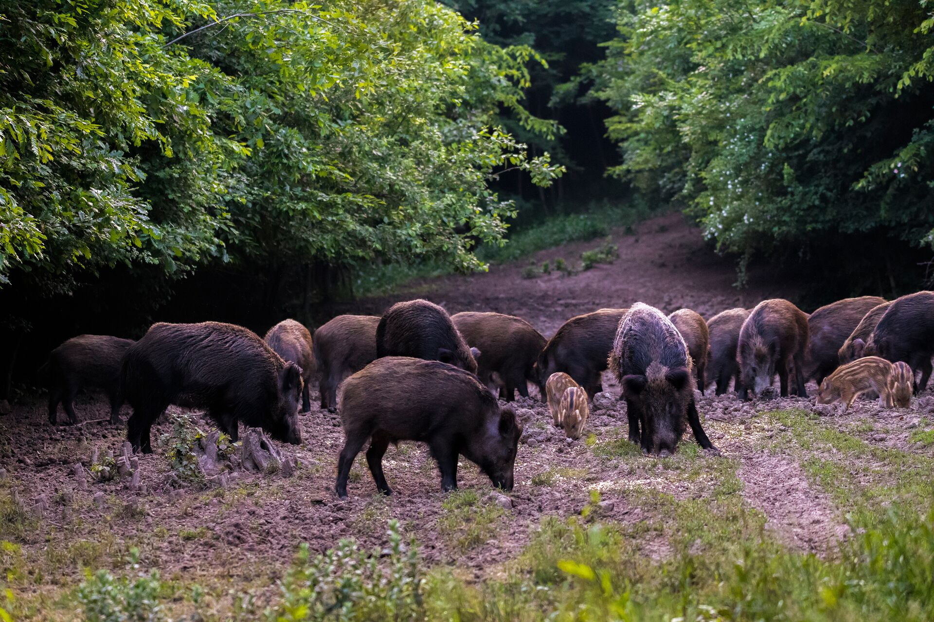 Wild Hogs Slash Boar Grazing On Land | Photo Credit: Hunter-Ed.com