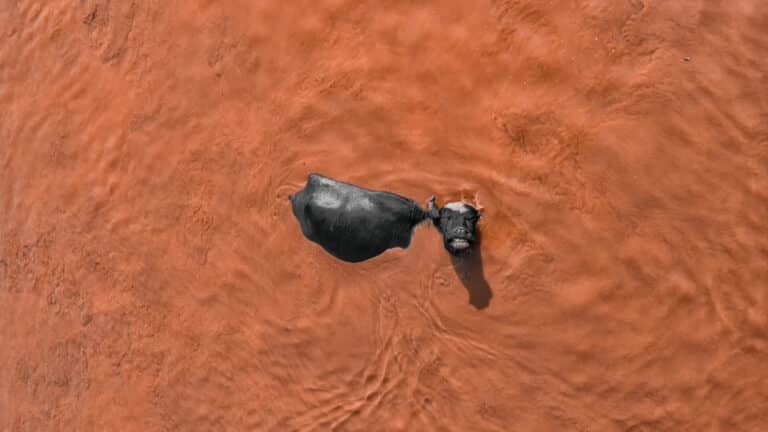 Skypixel’s 11Th Contest Raises The Bar Again