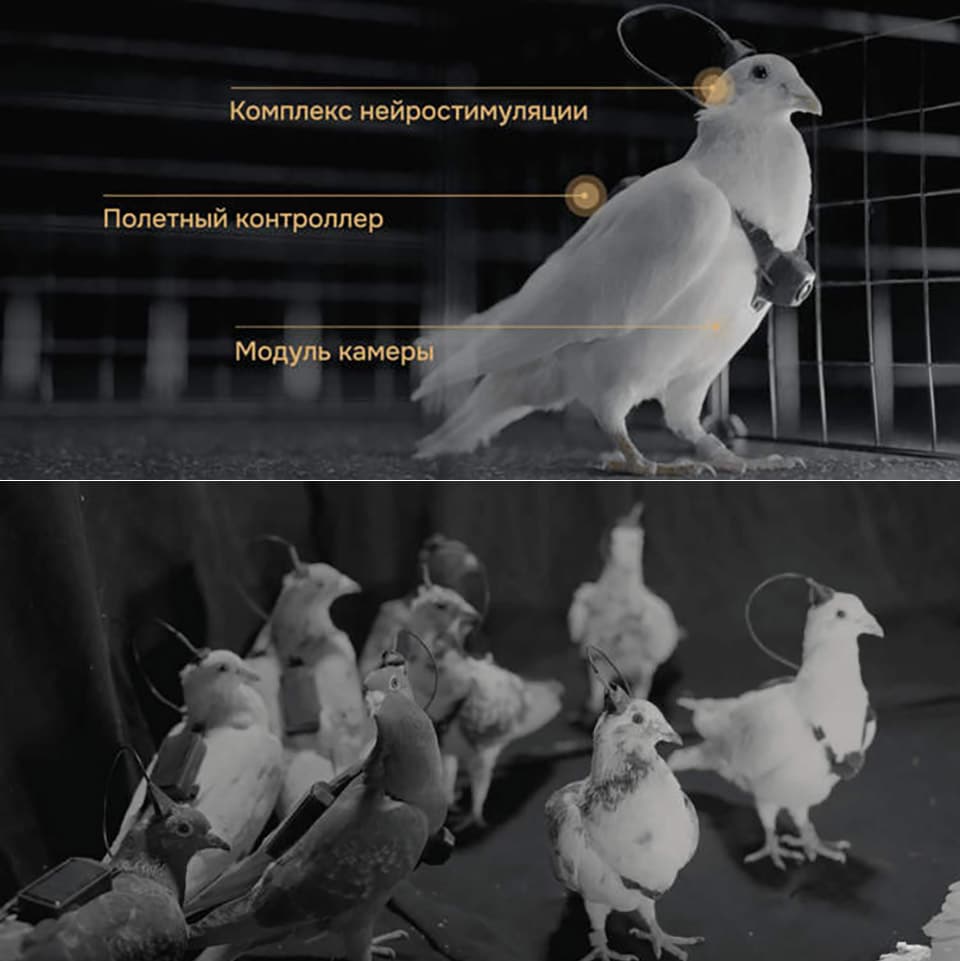 Russia'S Neiry Is Producing Neural-Implants To Create &Quot;Cyborg Pigeon Drones&Quot; For Surveillance | Photo Credits: Neiry
