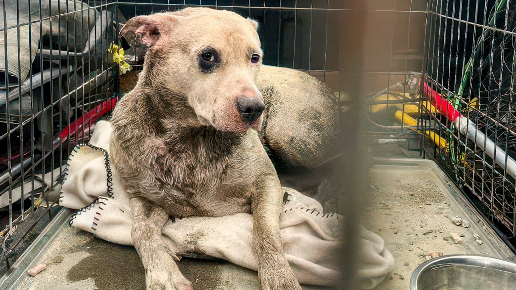 Thermal Drone Pulls Injured Dog From Oregon Pond