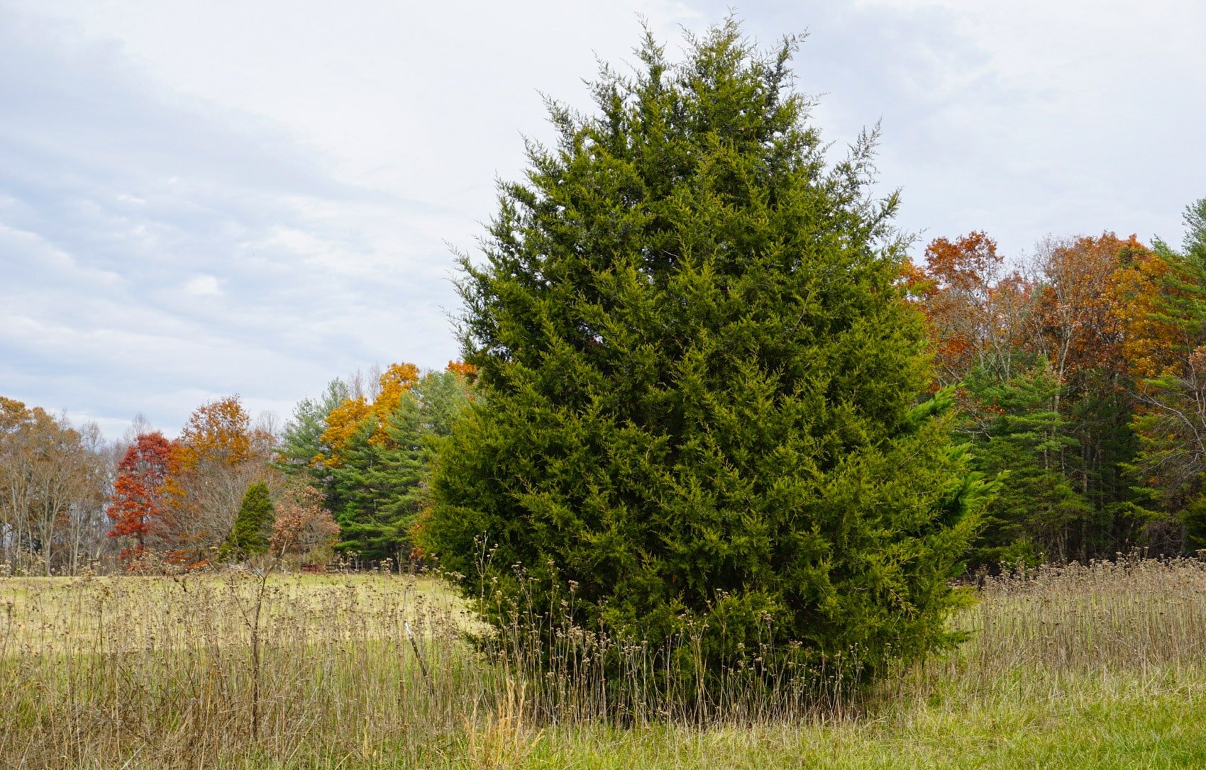 Oklahoma Drones Drop Poison Pellets To Kill Invasive Cedar Trees