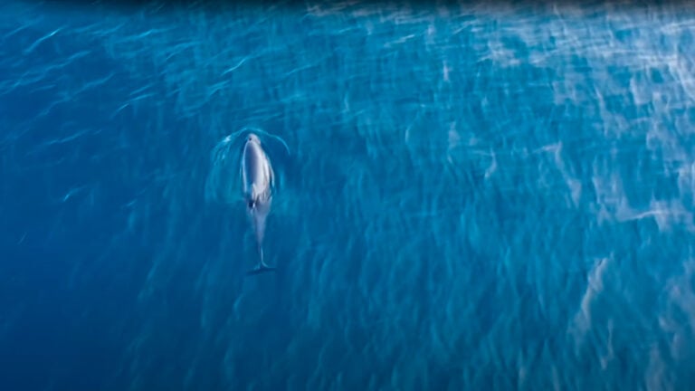 Dji Drones Catch Porpoises In The Act Off Shetland