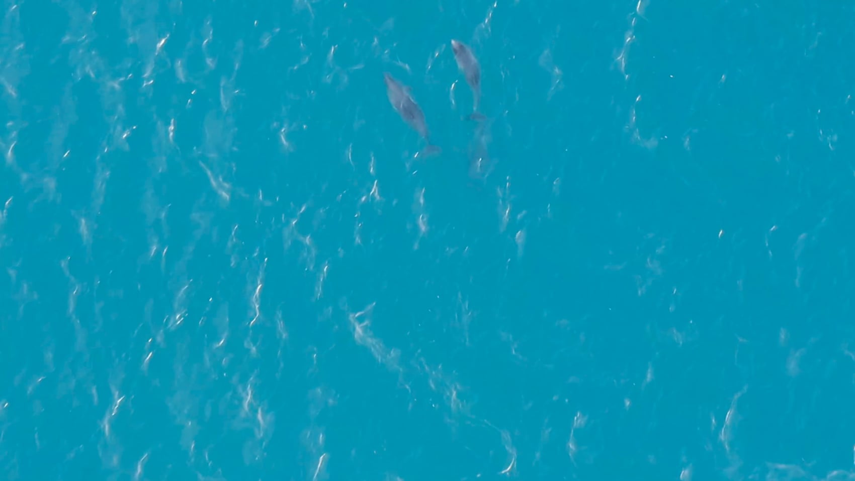 Dji Drones Catch Porpoises In The Act Off Shetland