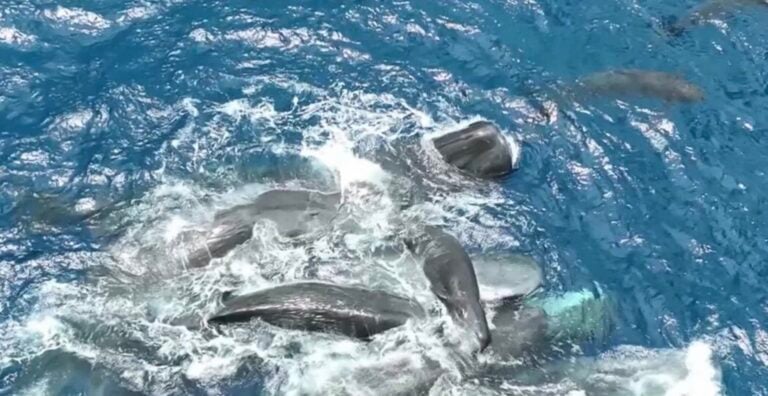 Dji Mavic 3 Drones Capture First-Ever Sperm Whale Birth On Film, Revealing Coordinated Group Care 8 Dji Mavic 3 Drones Capture First-Ever Sperm Whale Birth On Film, Revealing Coordinated Group Care