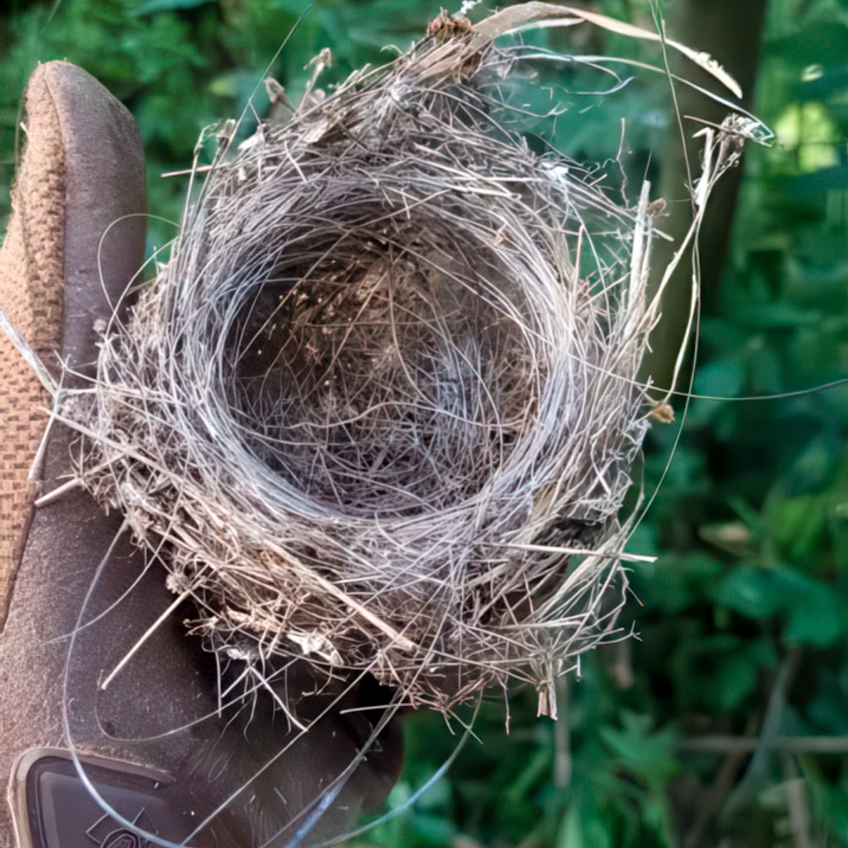 The Bird, The Nest, And The Soldier Who Lost His Arm 3 The Bird, The Nest, And The Soldier Who Lost His Arm