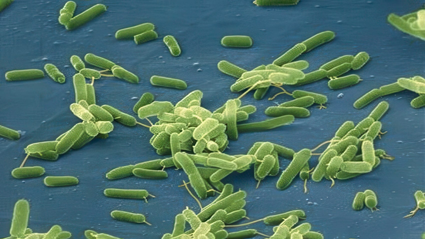 Ai Drones Give 5-Week Warning On Vibrio Outbreaks