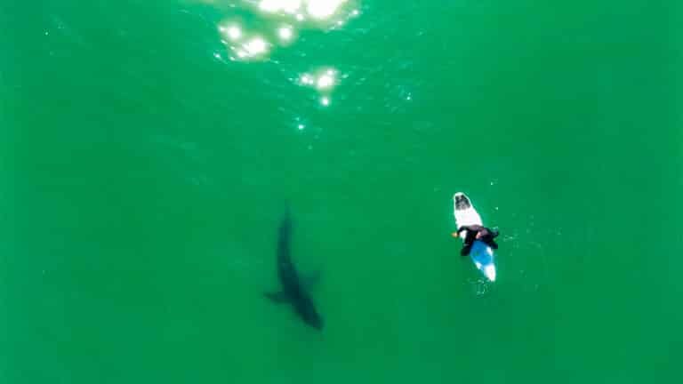 Drone Pilot'S Motor Trick Warns Surfer Of Circling Shark