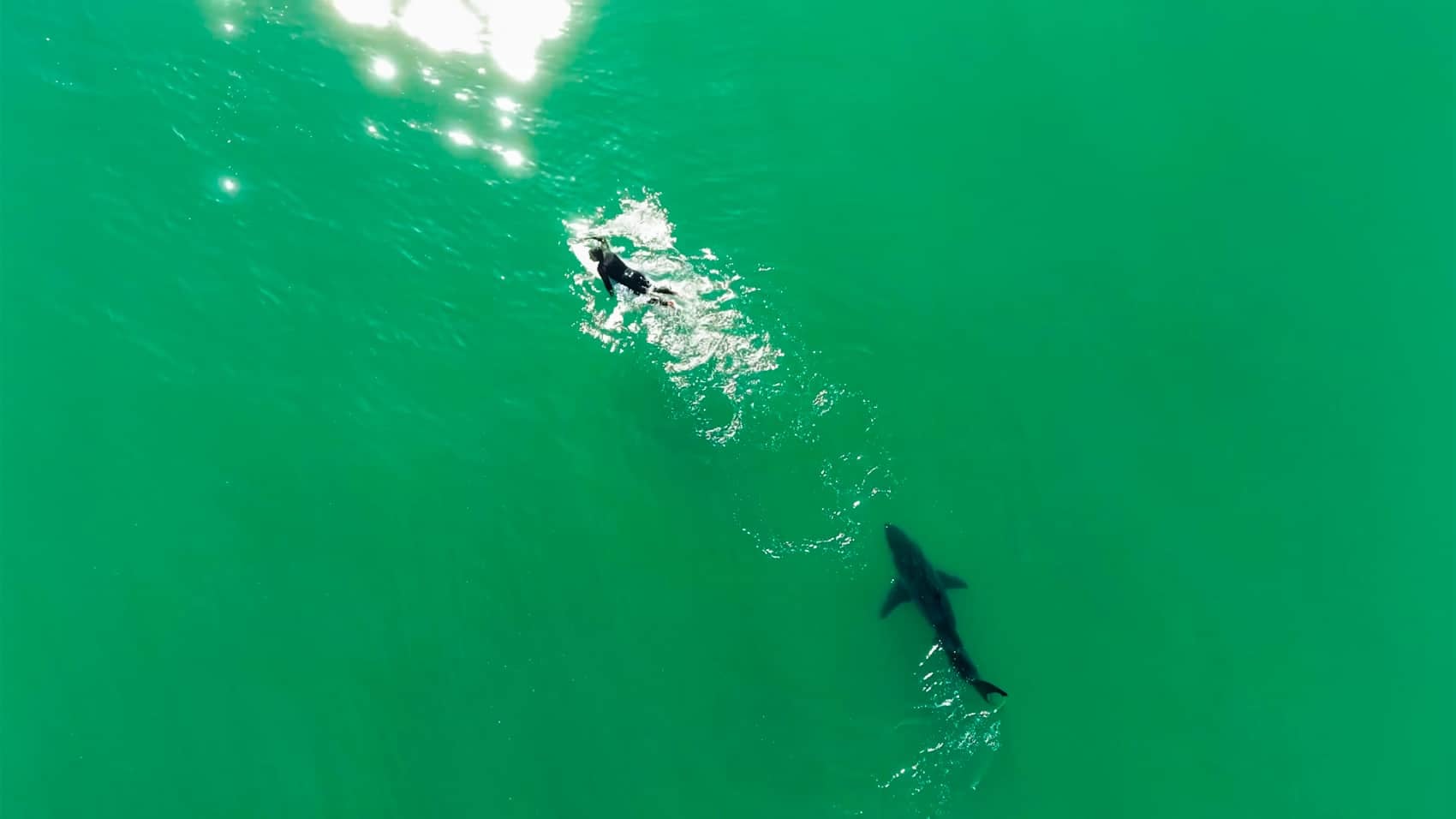 Drone Pilot&Amp;Apos;S Motor Trick Warns Surfer Of Circling Shark
