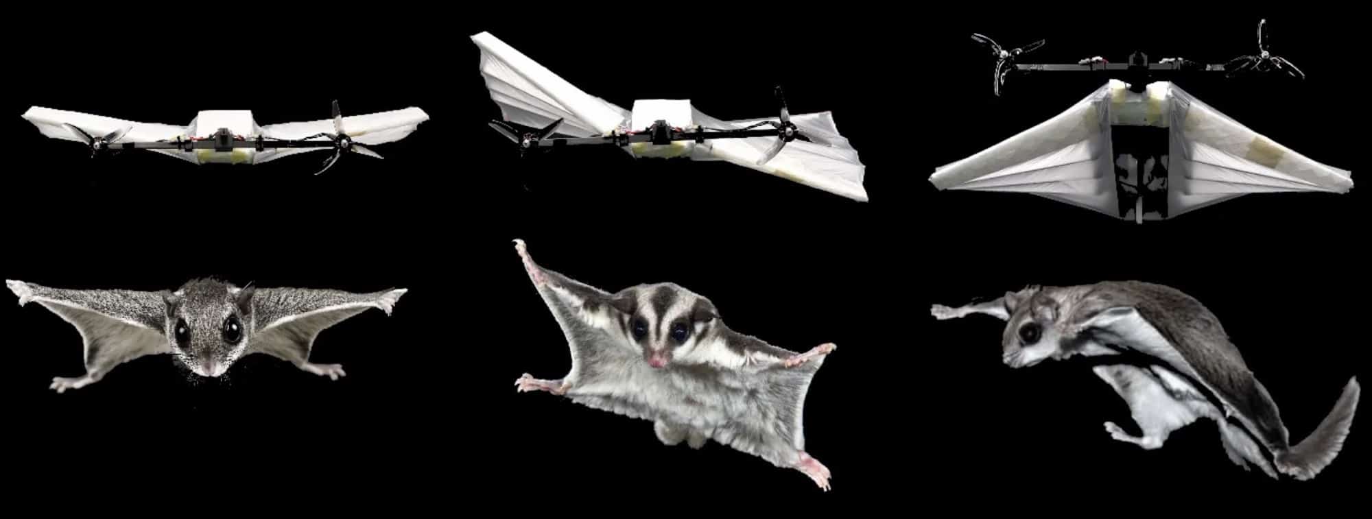 Tu Delft'S Squirreldrone Morphs Its Whole Body To Fly, Ditching The Bird Playbook Everyone Else Copies