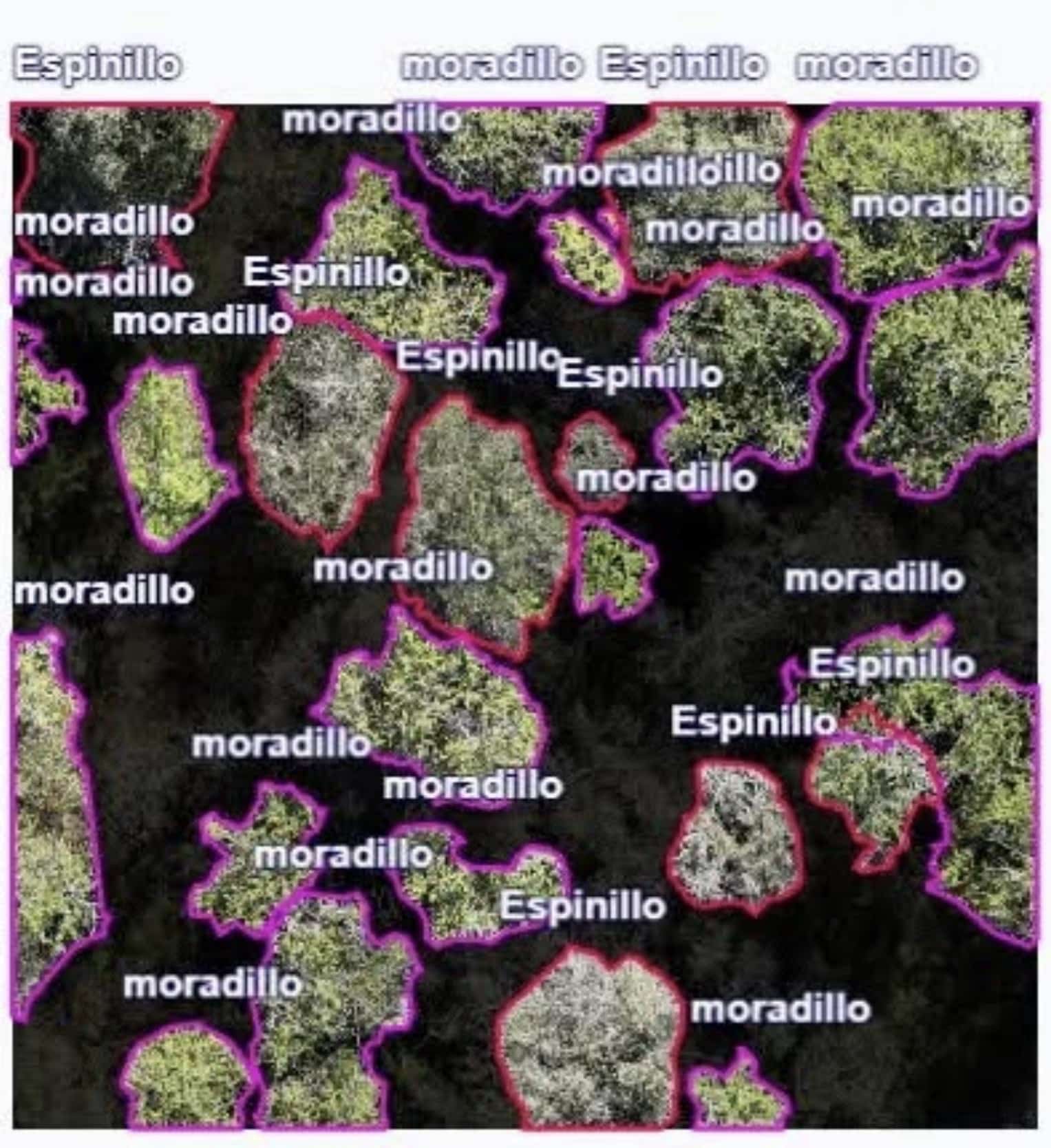 Dji Matrice 4E Maps 29 Native Species Across 130 Hectares In Open-Source Flora Study